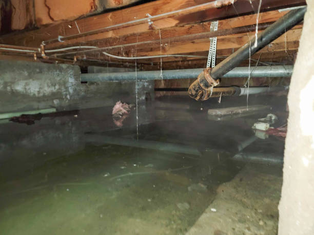 Best Water damage contractors near me  in Vandalia, IL