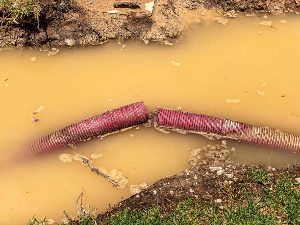Best Carpet water damage restoration  in Vandalia, IL